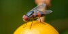 Une mouche sur un fruit, symbole de nuisance.