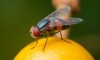 Une mouche sur un fruit, symbole de nuisance.