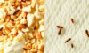 Mites alimentaires et textiles sur grains et tissus.