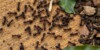 Gros plan sur des fourmis sur une surface en bois.