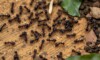 Gros plan sur des fourmis sur une surface en bois.